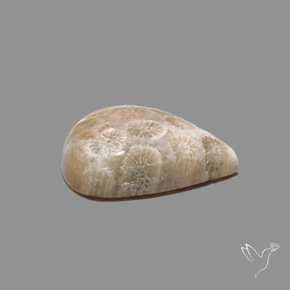 Fossil Coral Cabochon