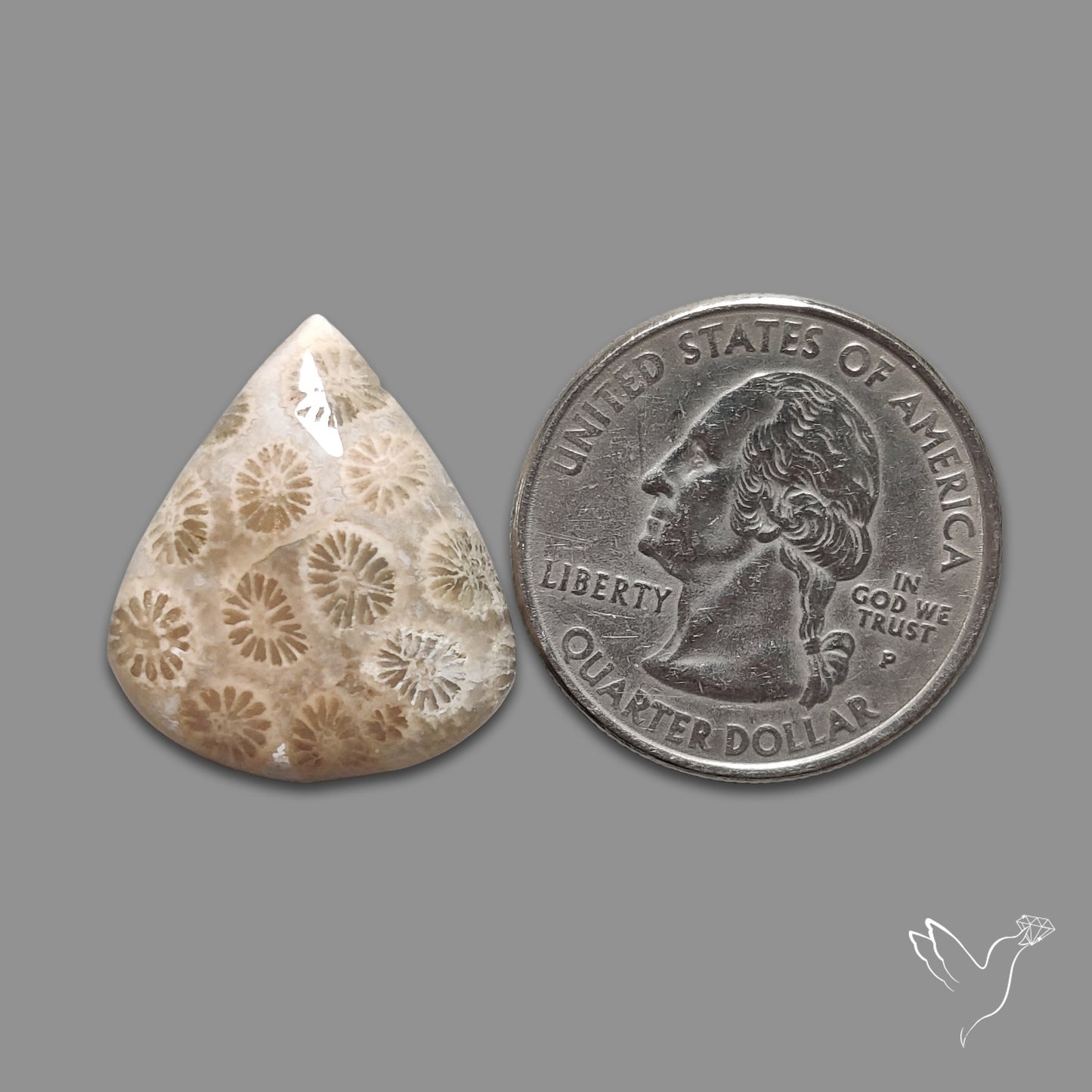 Fossil Coral Cabochon