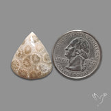 Fossil Coral Cabochon