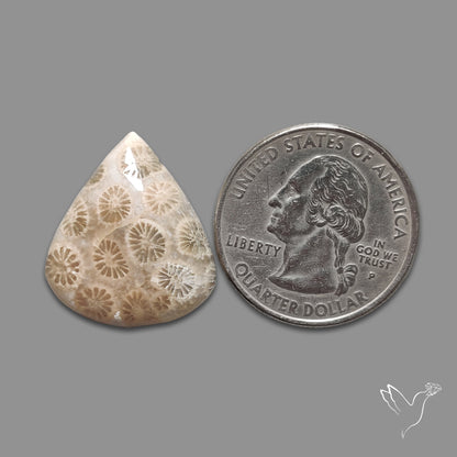 Fossil Coral Cabochon