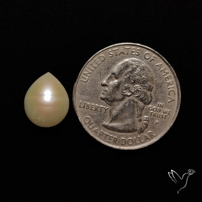 Freshwater Pearl