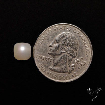 Freshwater Pearl