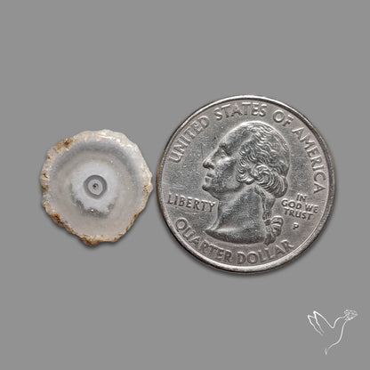 Solar Quartz Stalactite Slice