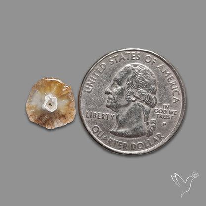 Solar Quartz Stalactite Slice