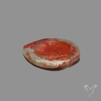 Red Horn Coral Cabochon From Utah