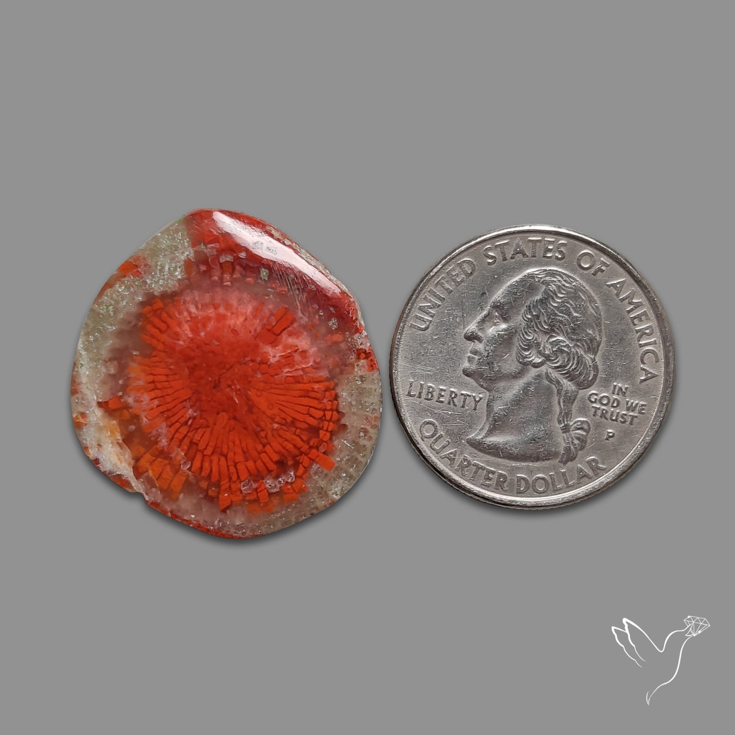 Red Horn Coral Cabochon From Utah