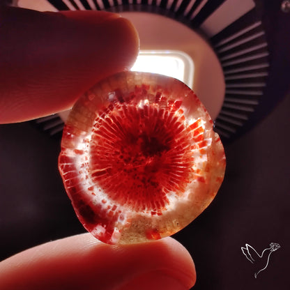 Red Horn Coral Cabochon From Utah