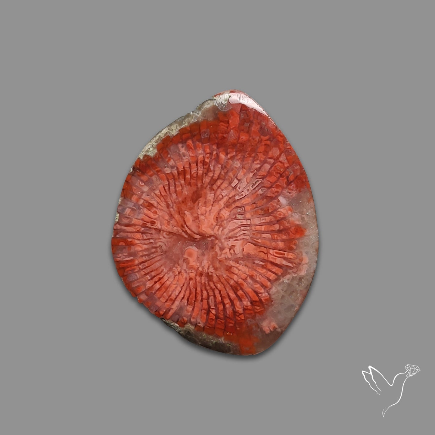 Red Horn Coral Cabochon From Utah