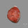 Red Horn Coral Cabochon From Utah