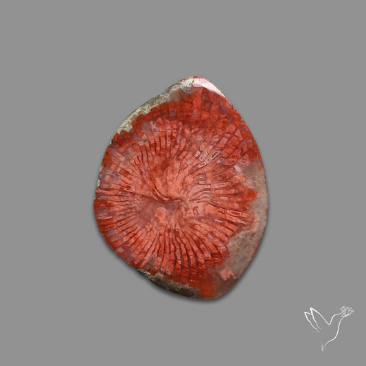 Red Horn Coral Cabochon From Utah
