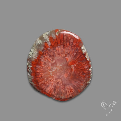 Red Horn Coral Cabochon From Utah