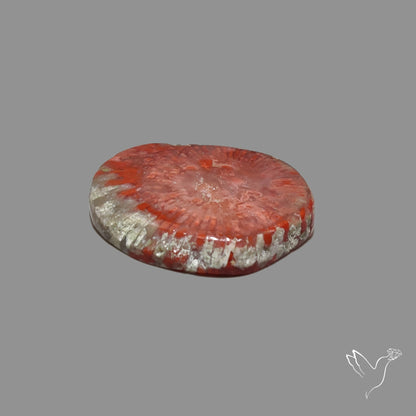 Red Horn Coral Cabochon From Utah