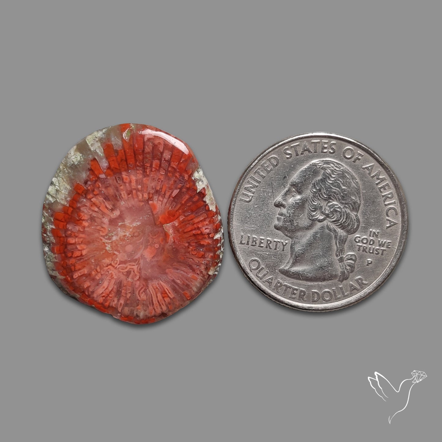 Red Horn Coral Cabochon From Utah