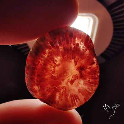 Red Horn Coral Cabochon From Utah
