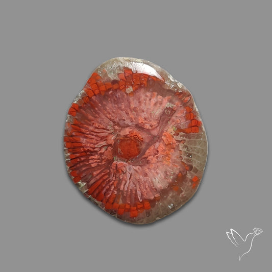 Red Horn Coral Cabochon From Utah