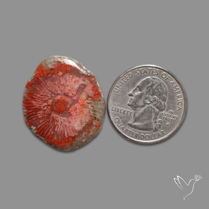 Red Horn Coral Cabochon From Utah