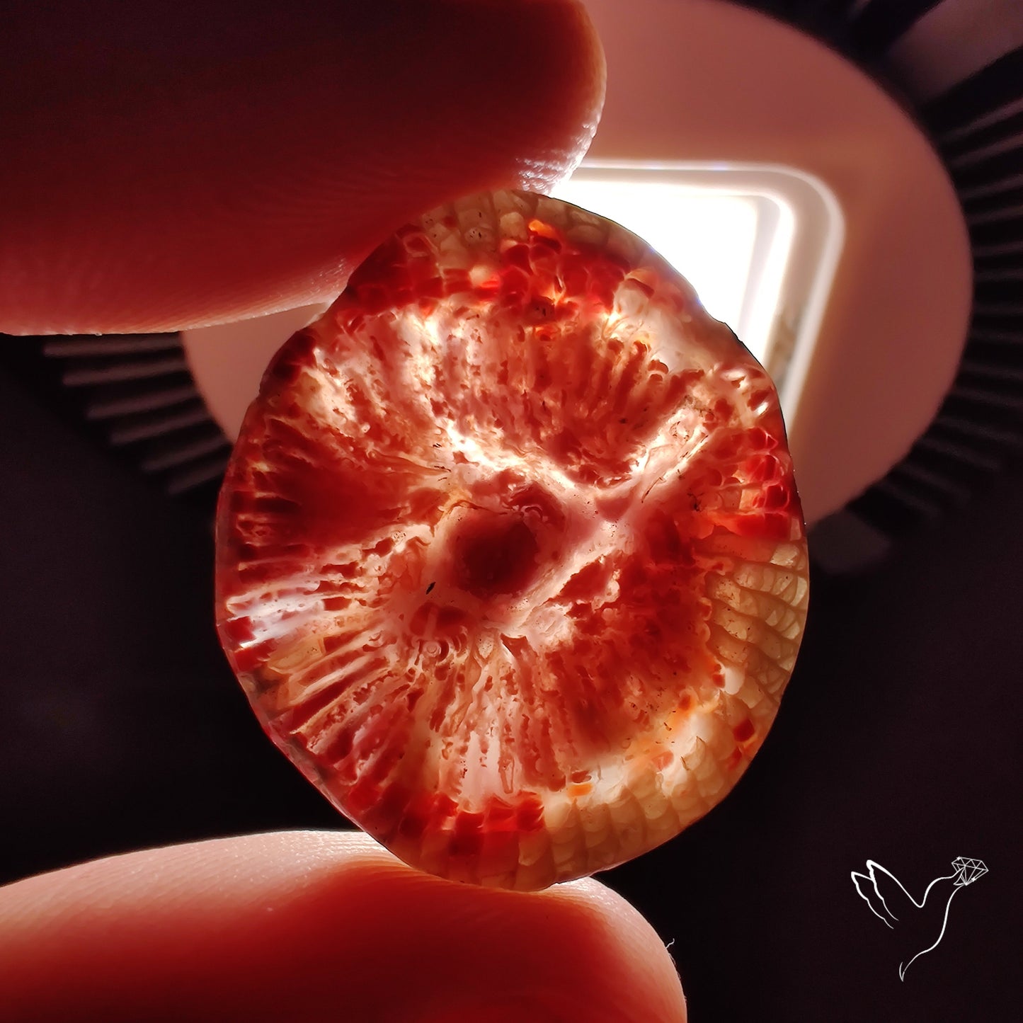 Red Horn Coral Cabochon From Utah