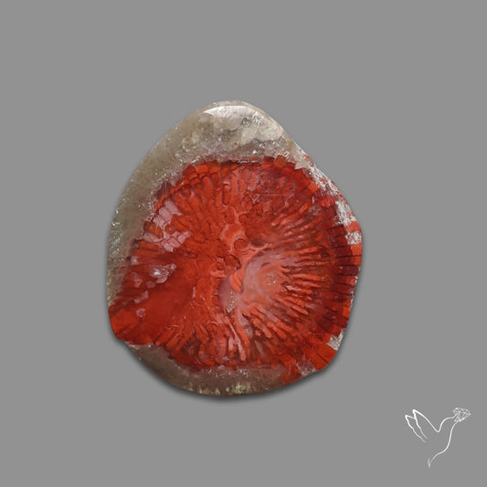 Red Horn Coral Cabochon From Utah