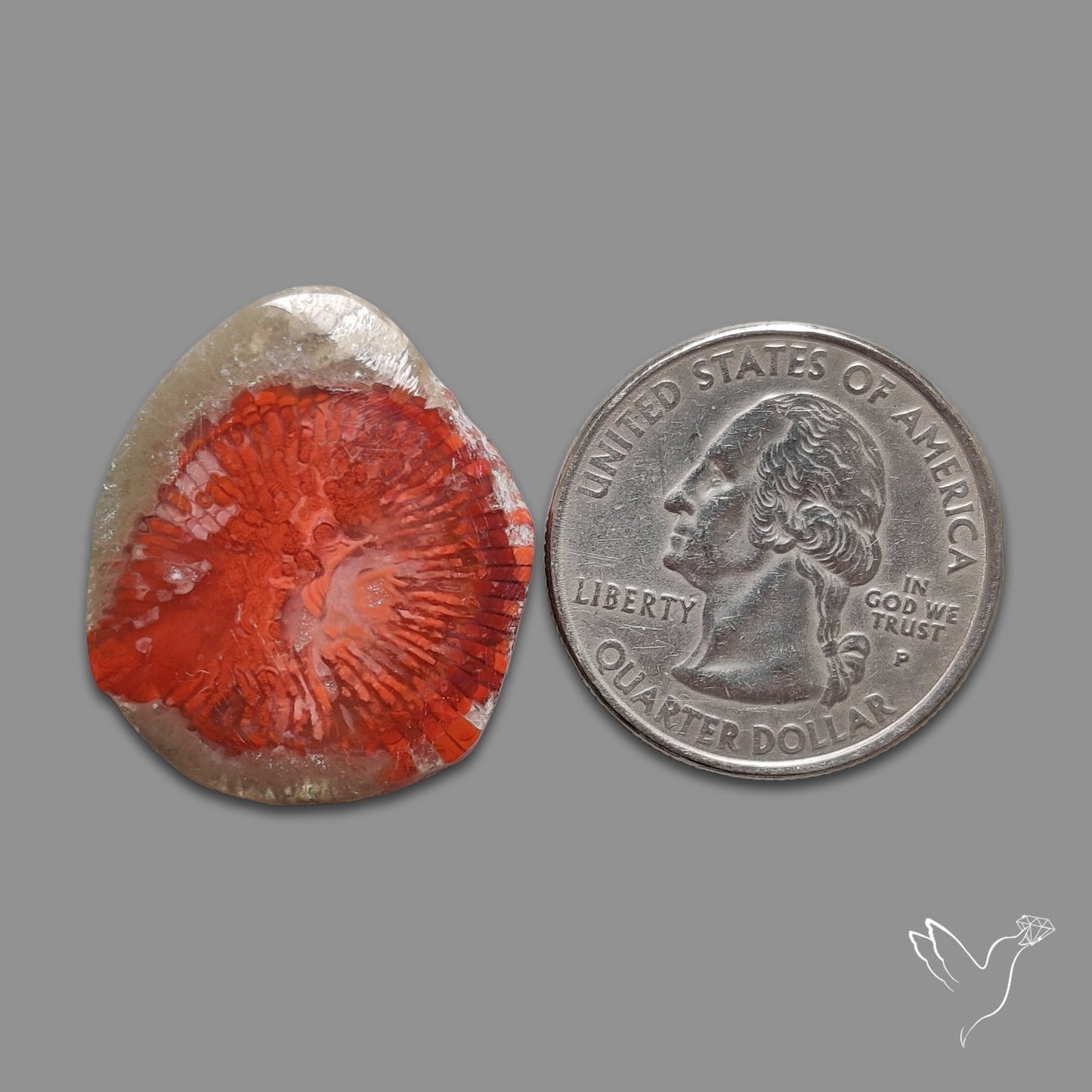 Red Horn Coral Cabochon From Utah