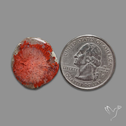 Red Horn Coral Cabochon From Utah