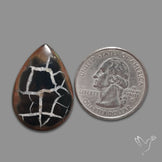 Black Septarian Fossil Cabochon