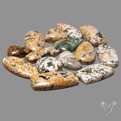 Orbicular Ocean Jasper Bulk Deal Lot