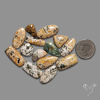 Orbicular Ocean Jasper Bulk Deal Lot