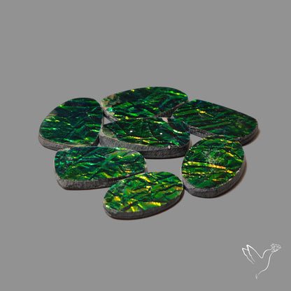 Manmade Ammolites Lot