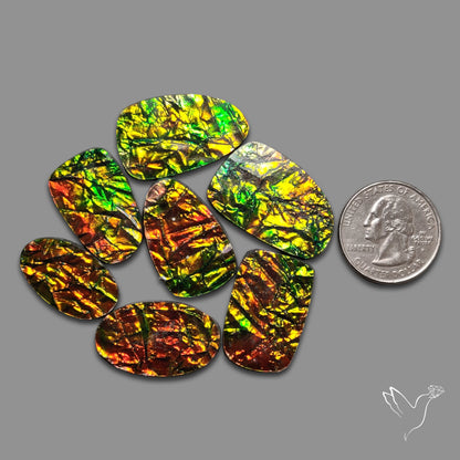 Manmade Ammolites Lot