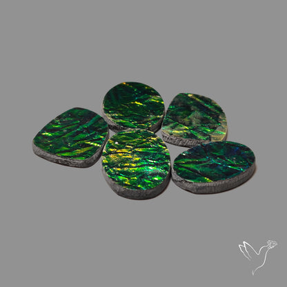 Manmade Ammolites Lot