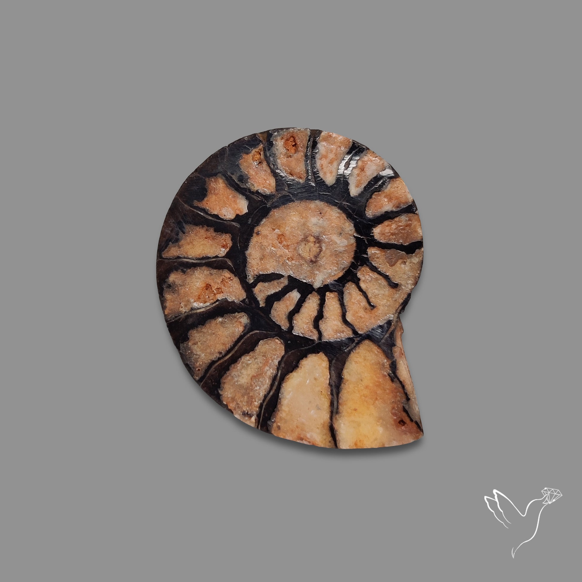 Ammonite