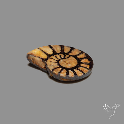 Ammonite