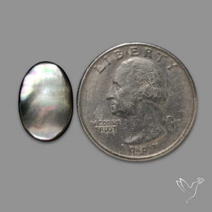 Black Mother Of Pearl
