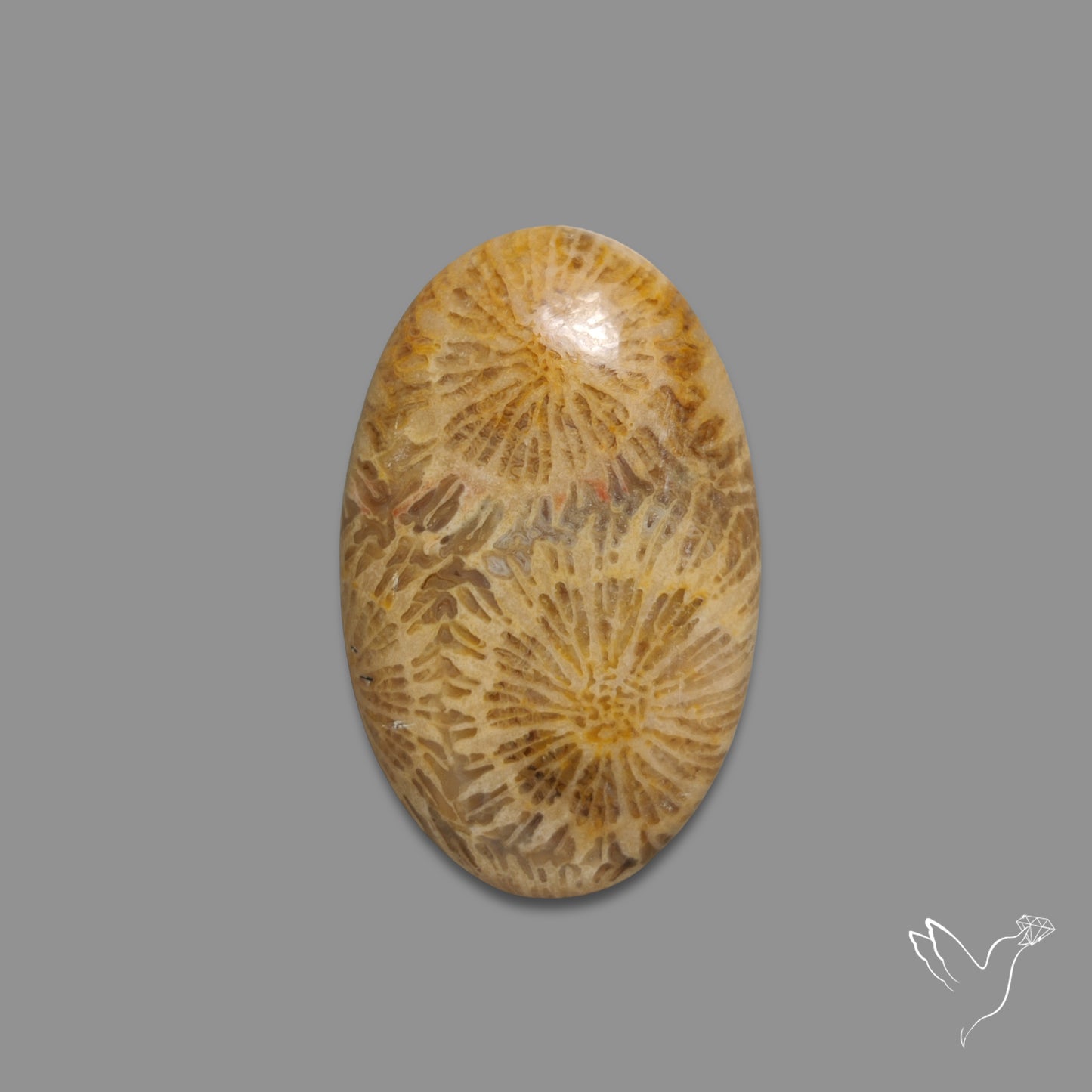 Fossil Coral Cabochon