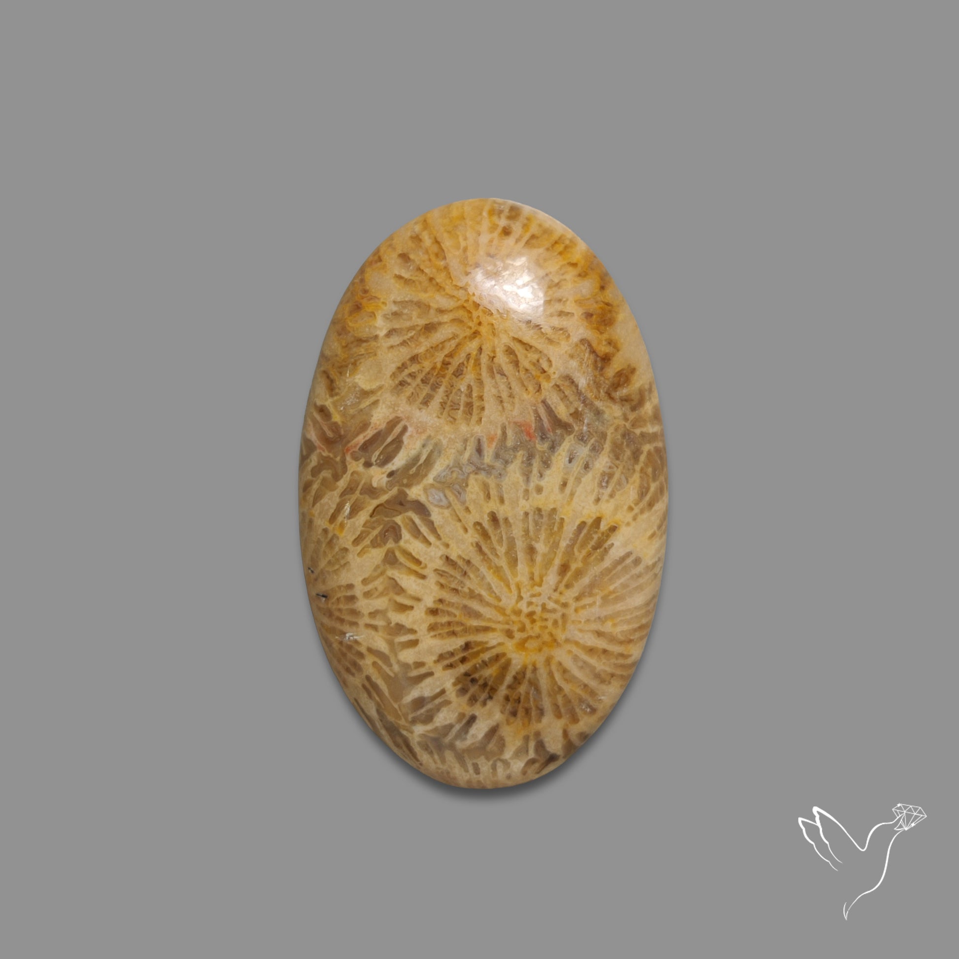 Fossil Coral Cabochon