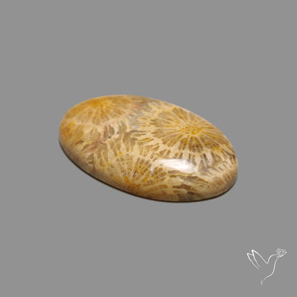 Fossil Coral Cabochon