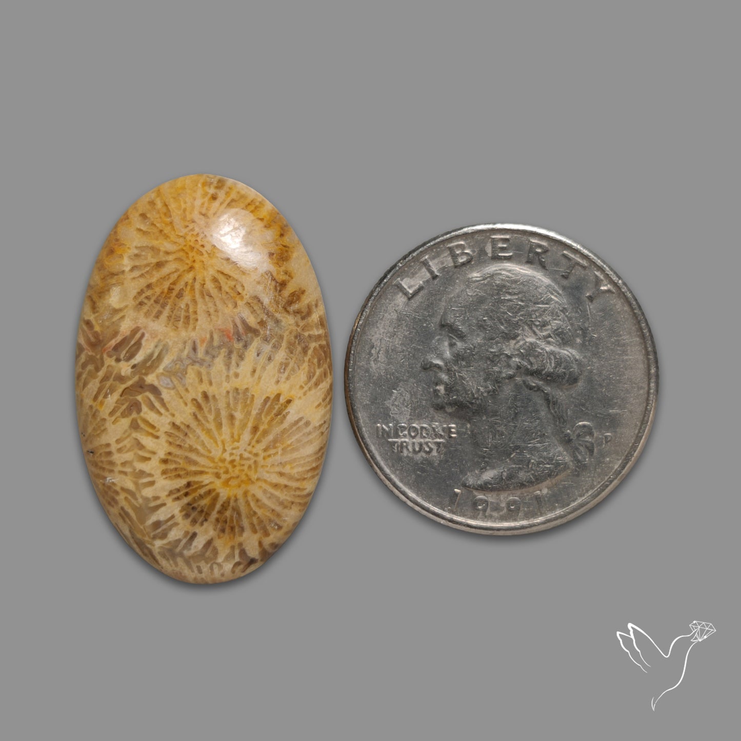 Fossil Coral Cabochon