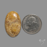 Fossil Coral Cabochon