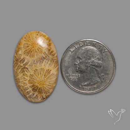 Fossil Coral Cabochon