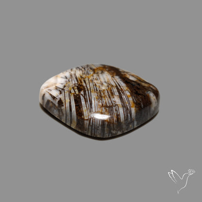 Feather Petrified Wood Jasper