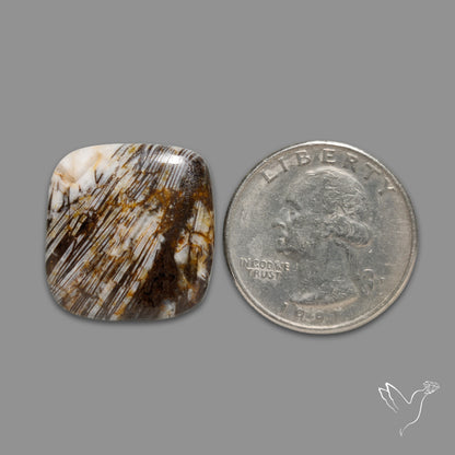 Feather Petrified Wood Jasper