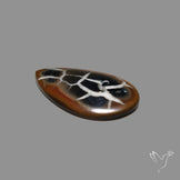 Black Septarian Fossil Cabochon
