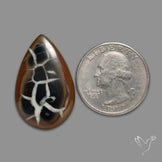 Black Septarian Fossil Cabochon