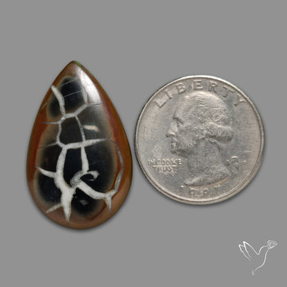 Black Septarian Fossil Cabochon