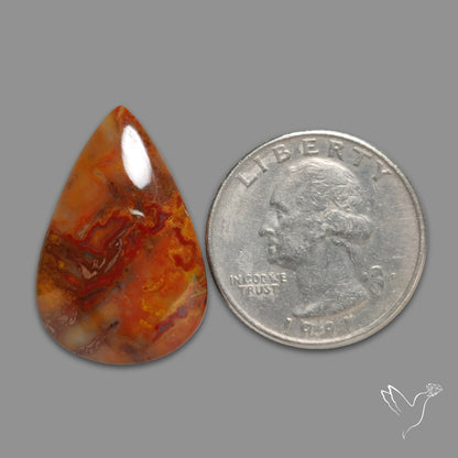 Petrified Wood Cabochon