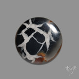Black Septarian Fossil Cabochon