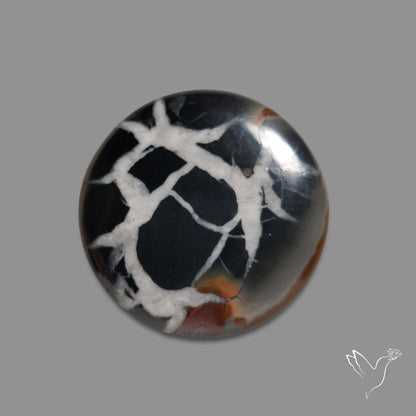 Black Septarian Fossil Cabochon