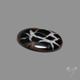 Black Septarian Fossil Cabochon