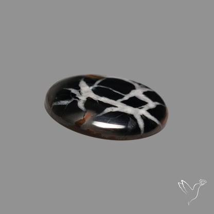 Black Septarian Fossil Cabochon