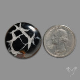 Black Septarian Fossil Cabochon
